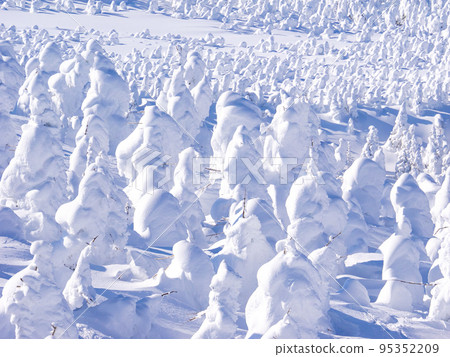 Frost-covered trees in fine weather (Yamagata Prefecture, Zao Onsen Ski Resort) 95352209
