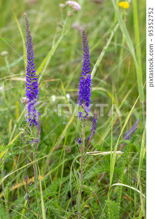 Spiked speedwell, Veronica spicata plant in bloom in the meadow in summer, vertical photo, selective focus. 95352752