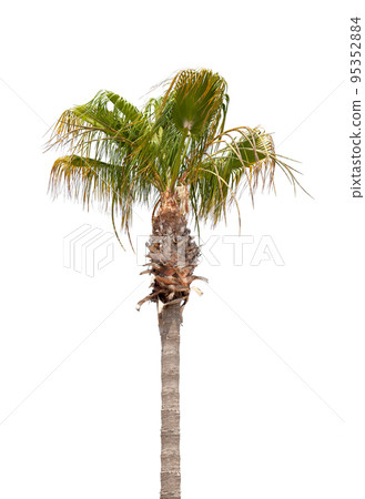 Palm tree isolated on white background 95352884