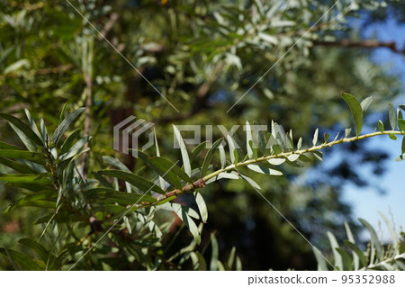 Acacia coveny 或 bluebush 照片 Acacia coveny 或 bluebush 照片 95352988