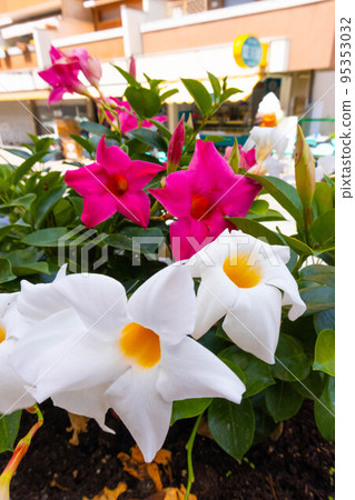 Muticolor mandevilla flowers closeup in garden cultivation Muticolor mandevilla flowers closeup in garden cultivation 95353032