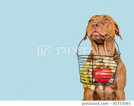 Brown puppy and small basket of fresh fruits 95353065