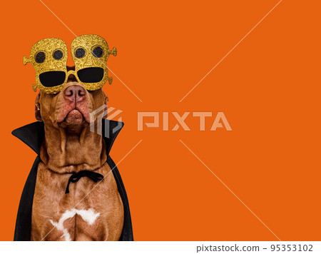 Charming, lovable brown dog and Count Dracula costume 95353102