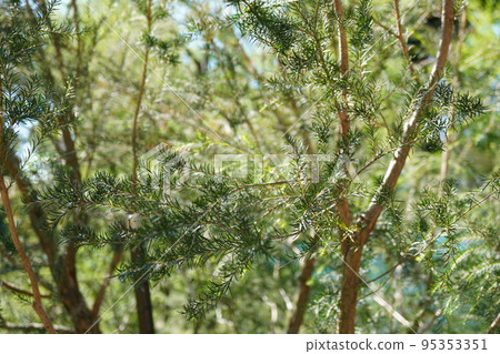 lavender tea tree pictures lavender tea tree pictures 95353351