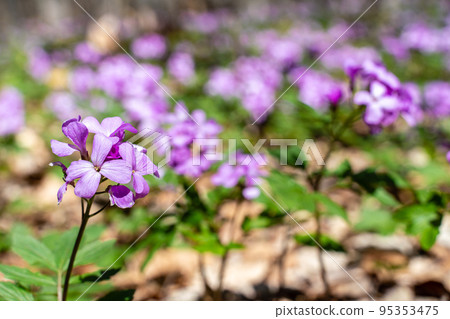 First spring forest flowers, Cardamine Dentaria bulbifera, selective focus. Purple and lilac forest flowers. Beautiful spring floral background First spring forest flowers, Cardamine Dentaria bulbifera, selective focus. Purple and lilac forest flowers. Beautiful spring floral background 95353475