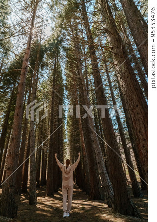 A girl in travels alone through the forest of high Sequoiadendron giganteum, rising into the sky on a sunny day. She is dressed in a beige tracksuit. 95353476