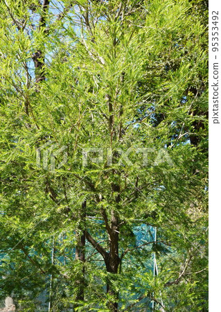 Pictures of Revolution Green Pictures of Revolution Green 95353492