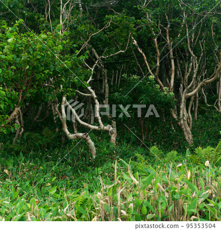 forest landscape of the island of Kunashir, twisted trees and undergrowth of dwarf bamboo 95353504