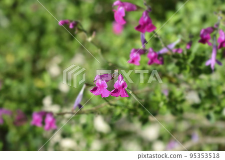 Baby sage Pink Blush Baby sage Pink Blush 95353518