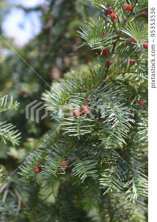 Irish Yew Schwarzgrun Irish Yew Schwarzgrun 95353536