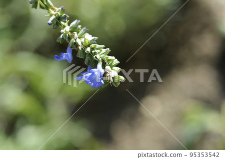 Pitcher sage Pitcher sage 95353542