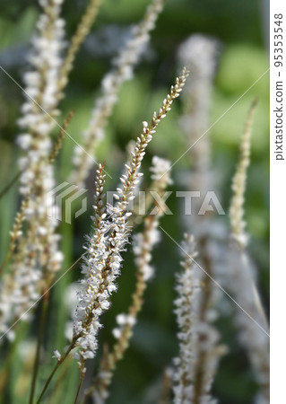 Mountain Fleece Alba 95353548