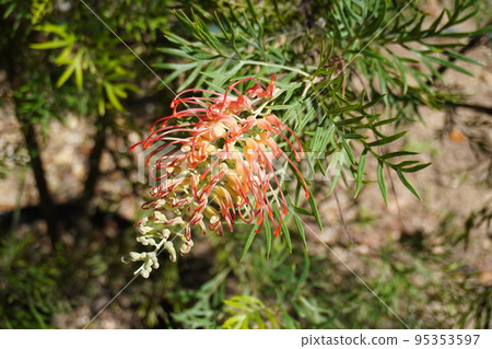 coconut ice cream pictures 95353597