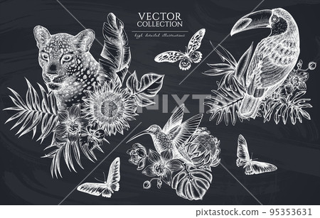 Tropical animals vintage illustrations collection. Hand drawn logo designs with leopard, hummingbird, toucan, rajah brooke's birdwing, african giant swallowtail, monstera, banana palm leaves Tropical animals vintage illustrations collection. Hand drawn logo designs with leopard, hummingbird, toucan, rajah brooke's birdwing, african giant swallowtail, monstera, banana palm leaves 95353631