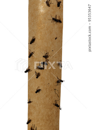 Flypaper. Flies glued on sticky tape on a white background Flypaper. Flies glued on sticky tape on a white background 95353647