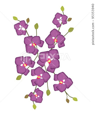 Stem of Purple Doritaenopsis Orchid Flowers or Phalaenopsis Stem of Purple Doritaenopsis Orchid Flowers or Phalaenopsis 95353940