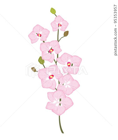 Stem of Pink Doritaenopsis Orchid Flowers or Phalaenopsis Stem of Pink Doritaenopsis Orchid Flowers or Phalaenopsis 95353957