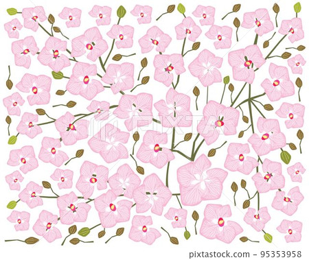 Pink Doritaenopsis Orchid Flowers or Phalaenopsis Background Pink Doritaenopsis Orchid Flowers or Phalaenopsis Background 95353958