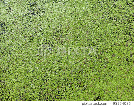 Natural green texture. Lemna perpusilla Torrey. Texture from Common Duckweed Natural green texture. Lemna perpusilla Torrey. Texture from Common Duckweed 95354085