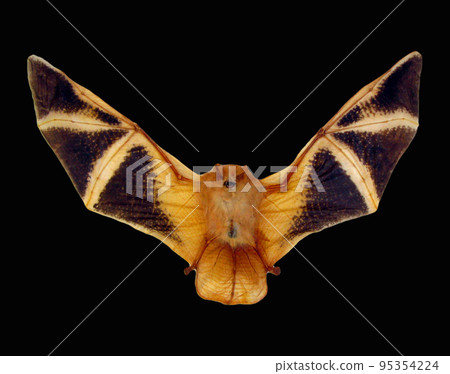 Red bat isolated on black, fire bat with wings Kerivoula picta close up macro, taxidermy, horror, halloween element 95354224