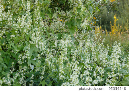 Thick thickets of echinocystis blooming in garden 95354248