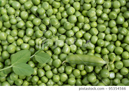 Background with peeled green peas lying in an even layer. View from above. 95354566