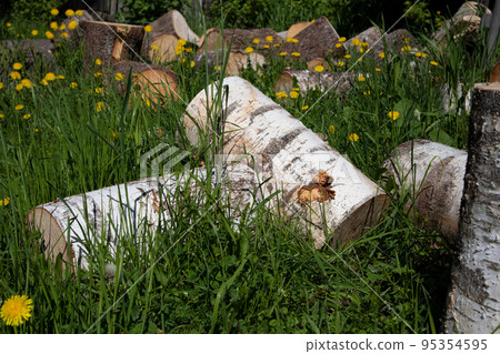 Preparation of firewood for heating houses in the cold season. Winter in Europe. 95354595