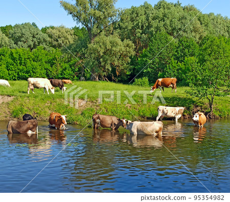Cows on pasture near river. Beautiful summer landscape Cows on pasture near river. Beautiful summer landscape 95354982