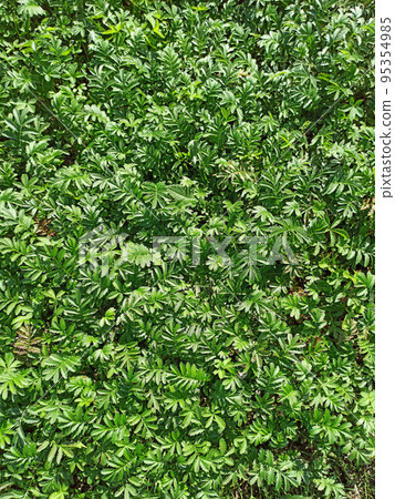 Green natural texture. Textured background. Foliage of thuja Green natural texture. Textured background. Foliage of thuja 95354985
