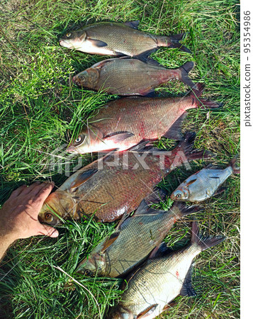 Different sizes of breams on green grass. Successful fishing rich catch 95354986
