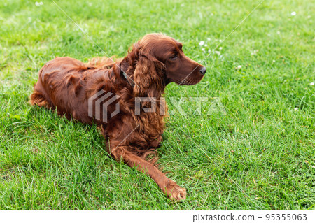 Beautiful happy Irish Setter dog is lying in grass on a beautiful summer day. Copy space. Hunting dogs. 95355063