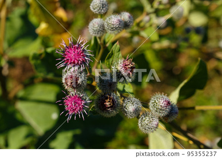 Arctium lappa commonly called greater burdock 95355237