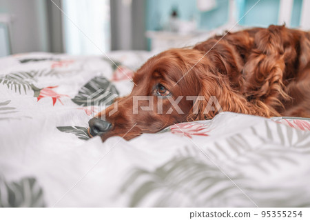 Irish Setter dog puppy under white warm blanket on a bed at home.Pet in hotel room. Pet friendly hotel. Travel with pet. Irish Setter dog puppy under white warm blanket on a bed at home.Pet in hotel room. Pet friendly hotel. Travel with pet. 95355254