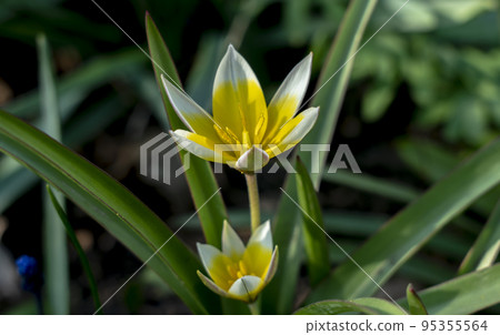Miniature Tulip Dasystemon Tarda during flowering in the spring Miniature Tulip Dasystemon Tarda during flowering in the spring 95355564