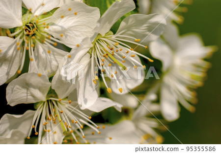 cherry blossom, spring, many cherry flowers close-up, Easter, postcard 95355586