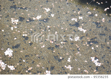 漂浮在水錶面上的櫻花瓣 95356235