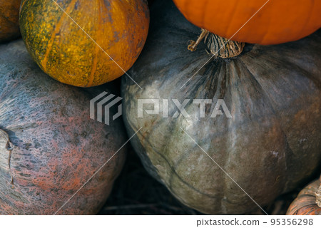 Diverse assortment of pumpkins in the market. Close view Diverse assortment of pumpkins in the market. Close view 95356298