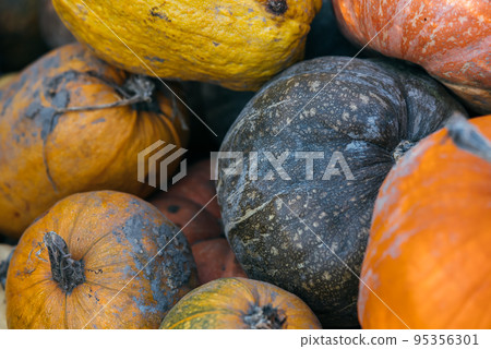 Diverse assortment of pumpkins in the market. Close view Diverse assortment of pumpkins in the market. Close view 95356301