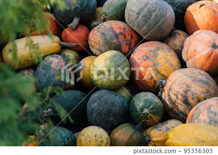 Diverse assortment of pumpkins in the market. Autumn harvest. Diverse assortment of pumpkins in the market. Autumn harvest. 95356303