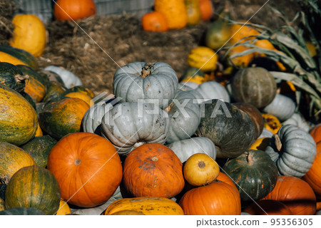 Diverse assortment of pumpkins in the market. Autumn harvest. Diverse assortment of pumpkins in the market. Autumn harvest. 95356305