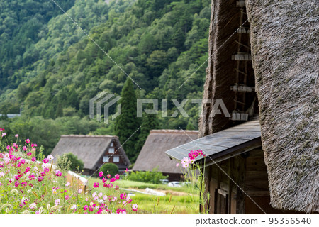 [Shirakawa-go] Cosmos and Gassho-zukuri 95356540