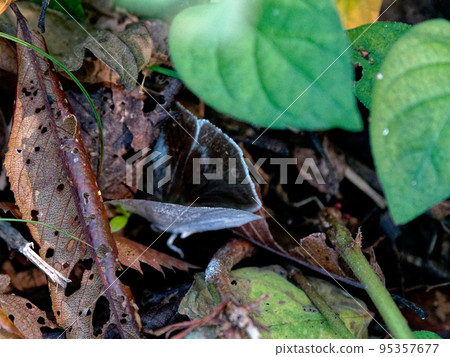 Lycaenidae Uragina ♀ 95357677