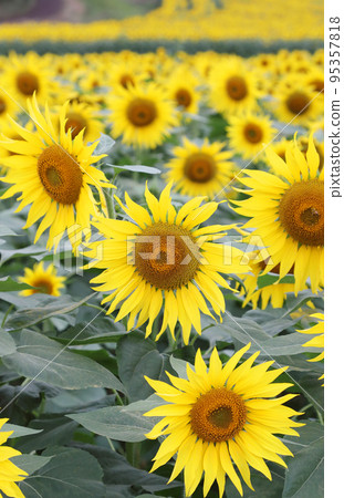 向日葵 向日葵 95357818