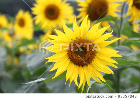 sunflower	 95357848