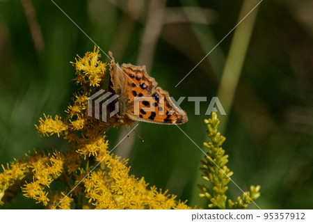 Nymphalidae Kitateha autumn type ♀ Nymphalidae Kitateha autumn type ♀ 95357912
