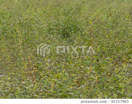 有蕎麥種子的蕎麥田 95357965