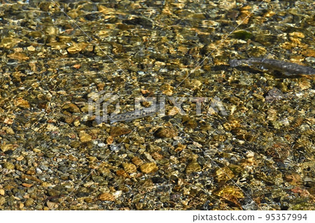清澈的河流和河流魚 清澈的河流和河流魚 95357994
