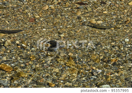 清澈的河流和河流魚 清澈的河流和河流魚 95357995