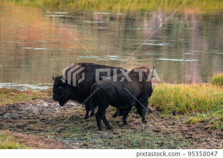 A herd of bison moves quickly along the Firehole River in Yellowstone National Park near Midway Geyser Basin. American Bison or Buffalo in Yellowstone National Park USA Wayoming 95358047