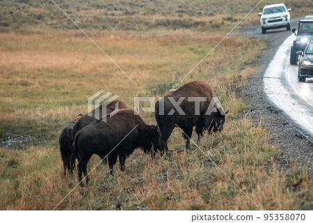 A herd of bison moves quickly along the Firehole River in Yellowstone National Park near Midway Geyser Basin. American Bison or Buffalo in Yellowstone National Park USA Wayoming 95358070
